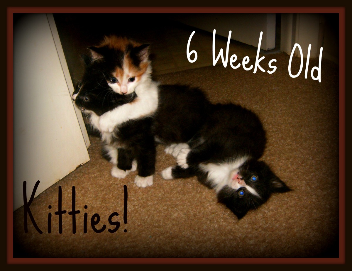 Newborn Kittens What You Need To Know PetHelpful