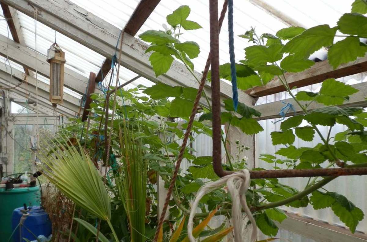 How to Grow Loganberry and Enjoy Its Fruit Dengarden