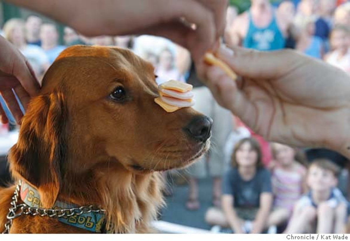 What to Do When Your Dog Won't Eat One Simple Tip PetHelpful