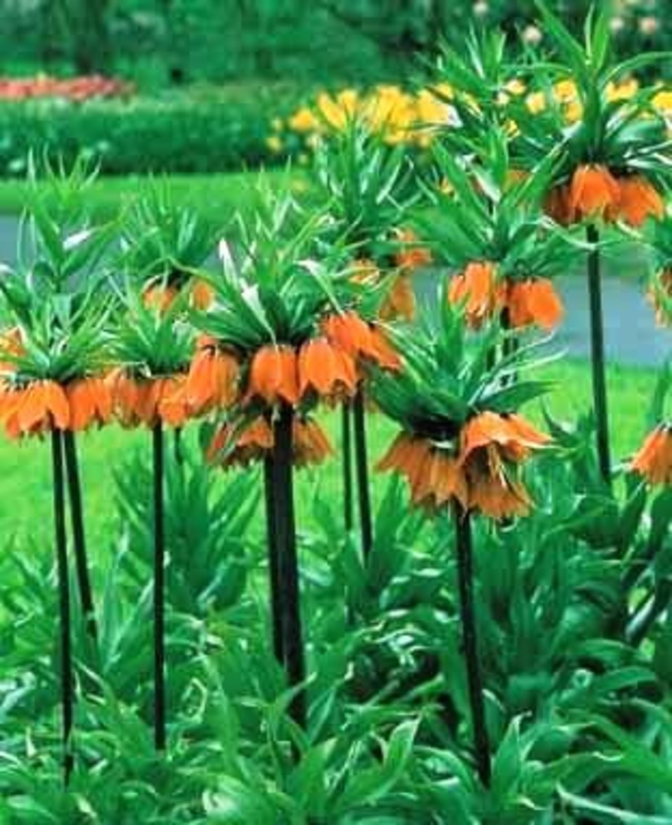 How to Grow Crown Imperials (Fritillaria imperialis) Dengarden