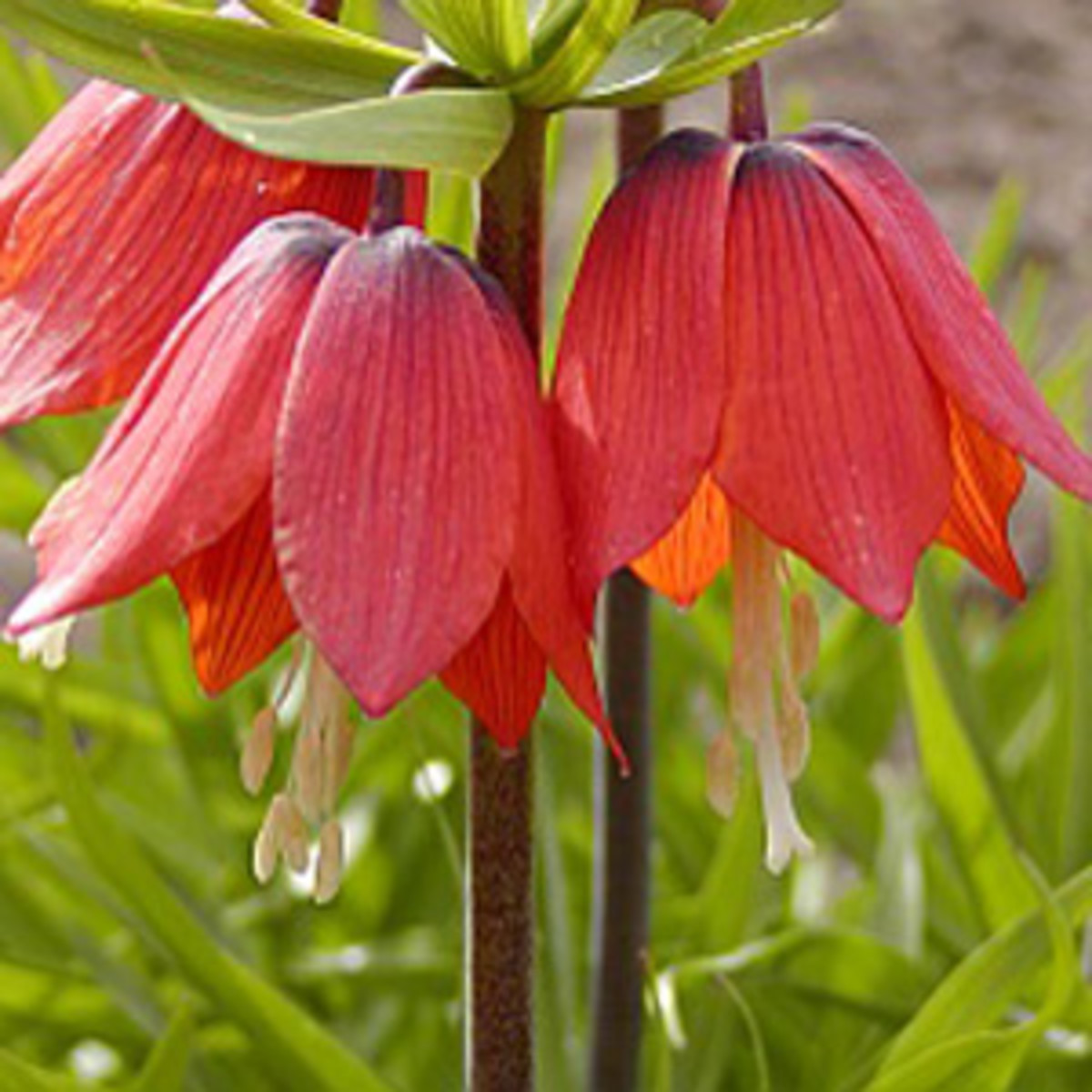 How to Grow Crown Imperials (Fritillaria imperialis) Dengarden