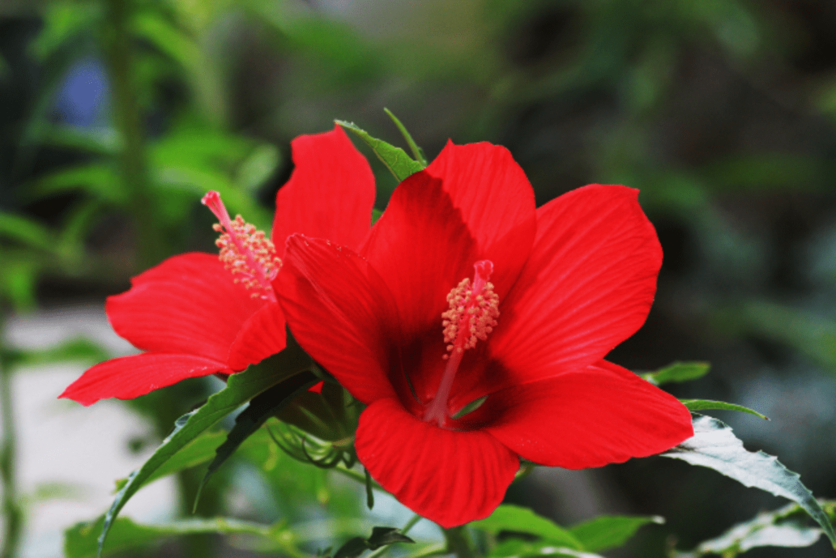 7 Hardy Flowers for Summer Gardens HubPages