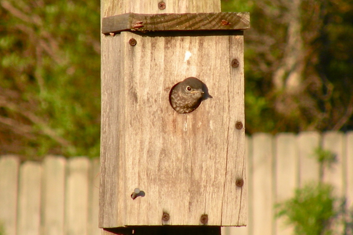 Bluebirds Pictures of BluebirdsBluebird HousesAttracting Bluebirds