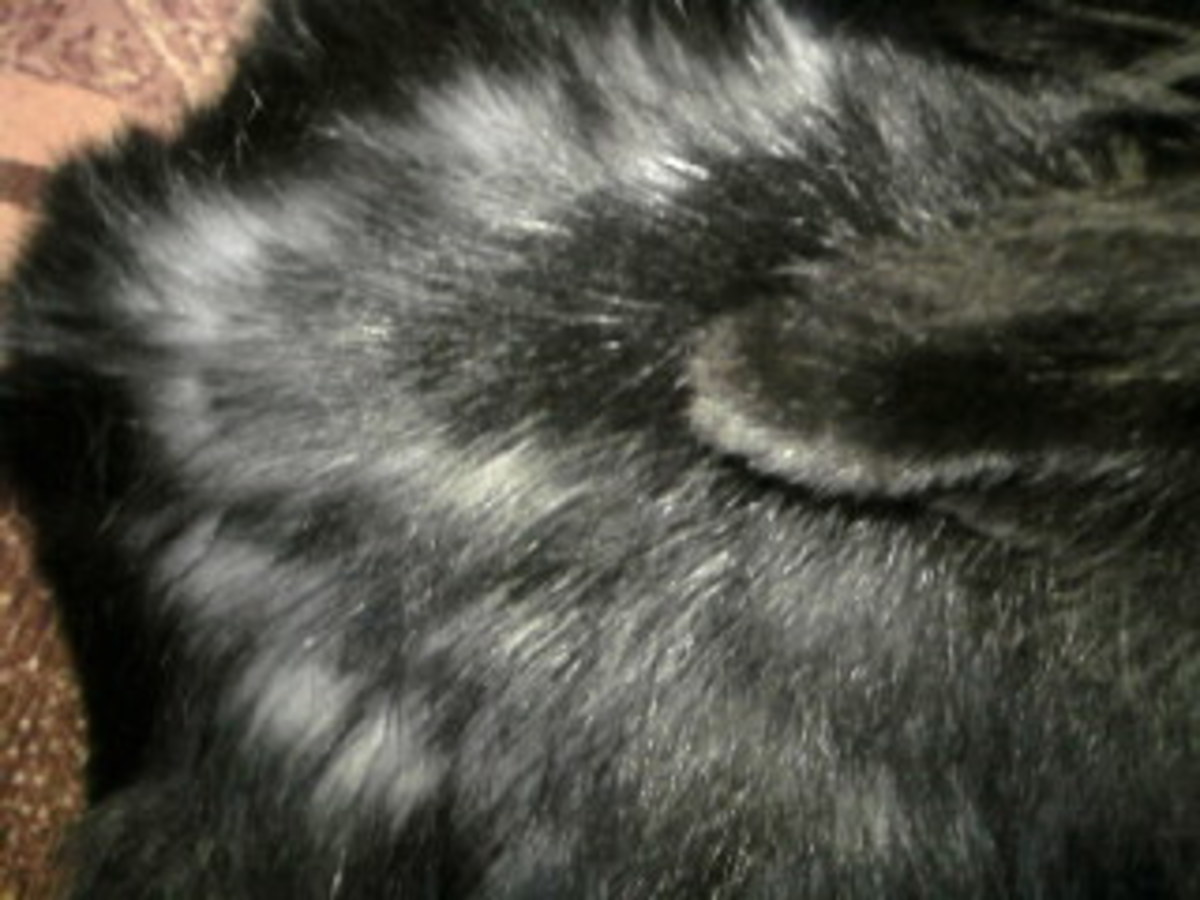 Why does a rabbit loose hair from their coat HubPages