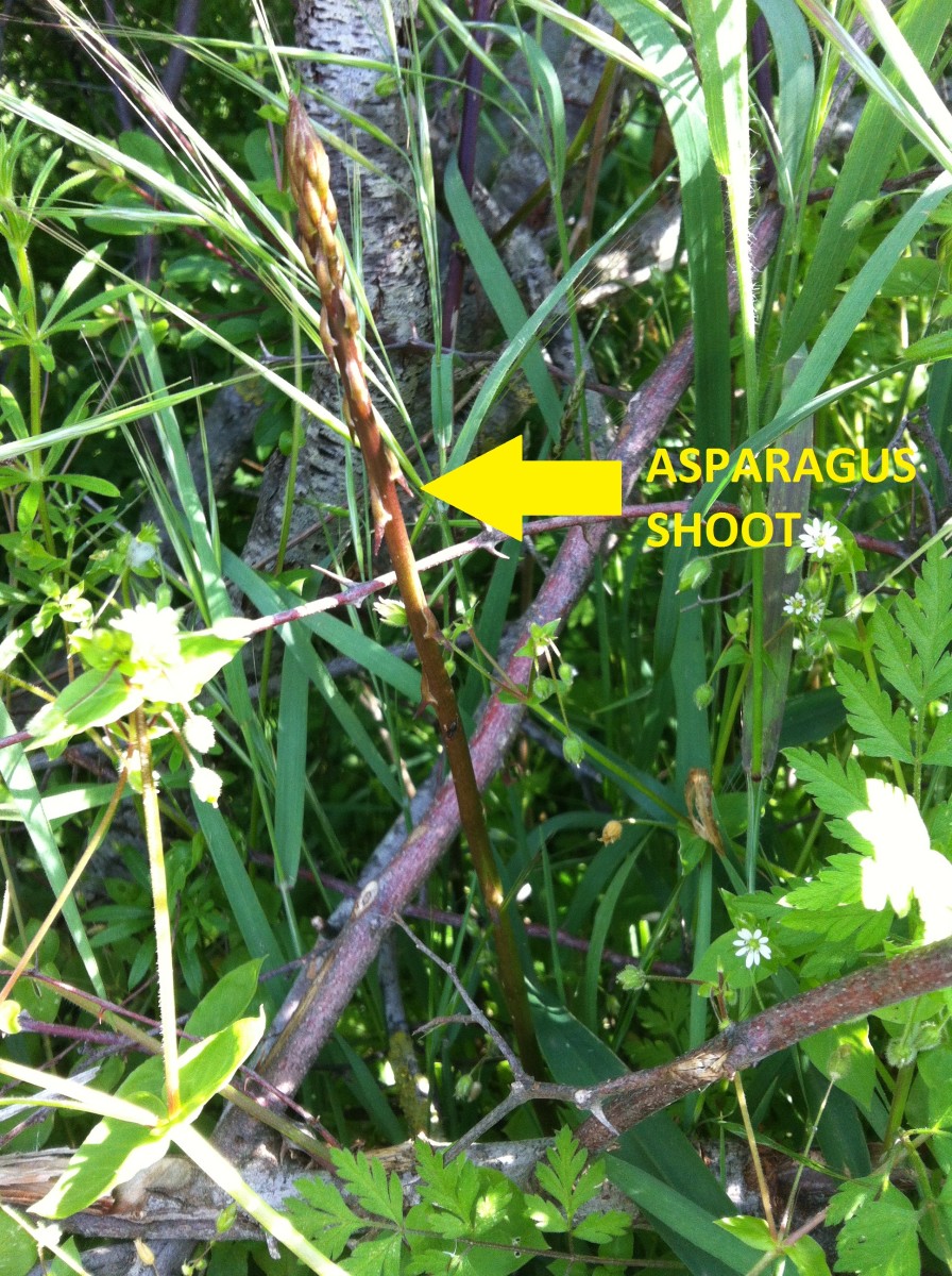 How to Plant and Grow Wild Asparagus Dengarden