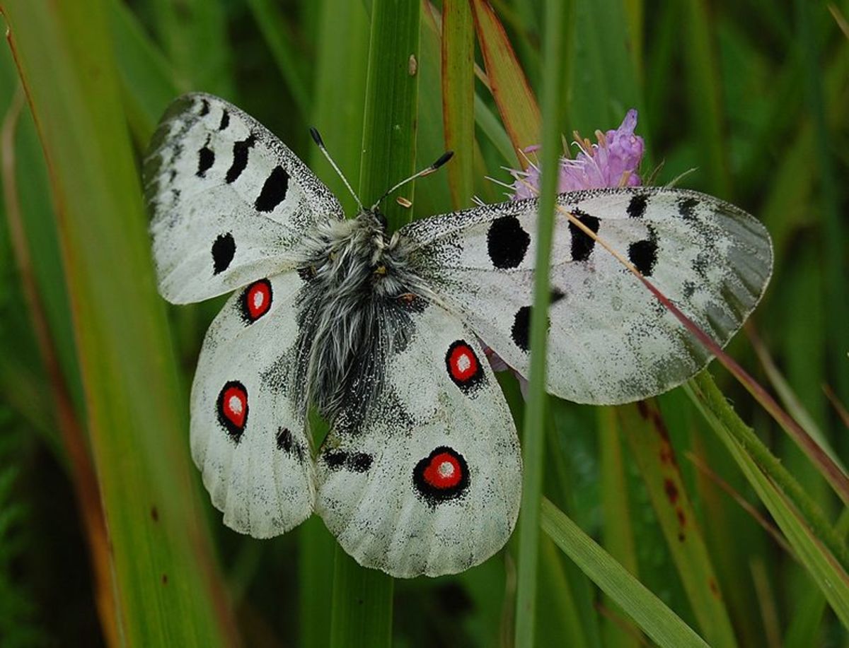 Two Rare Butterflies of Italy HubPages