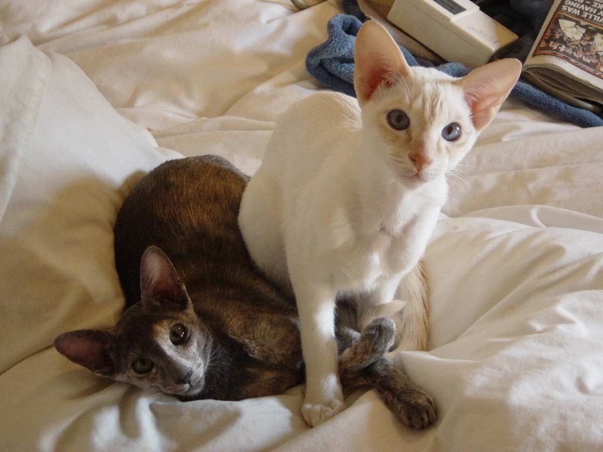 Cats' toxic reaction to Lily pollen, Poinsettias, Onion,Garlic, Raisins, Chocolate and anti