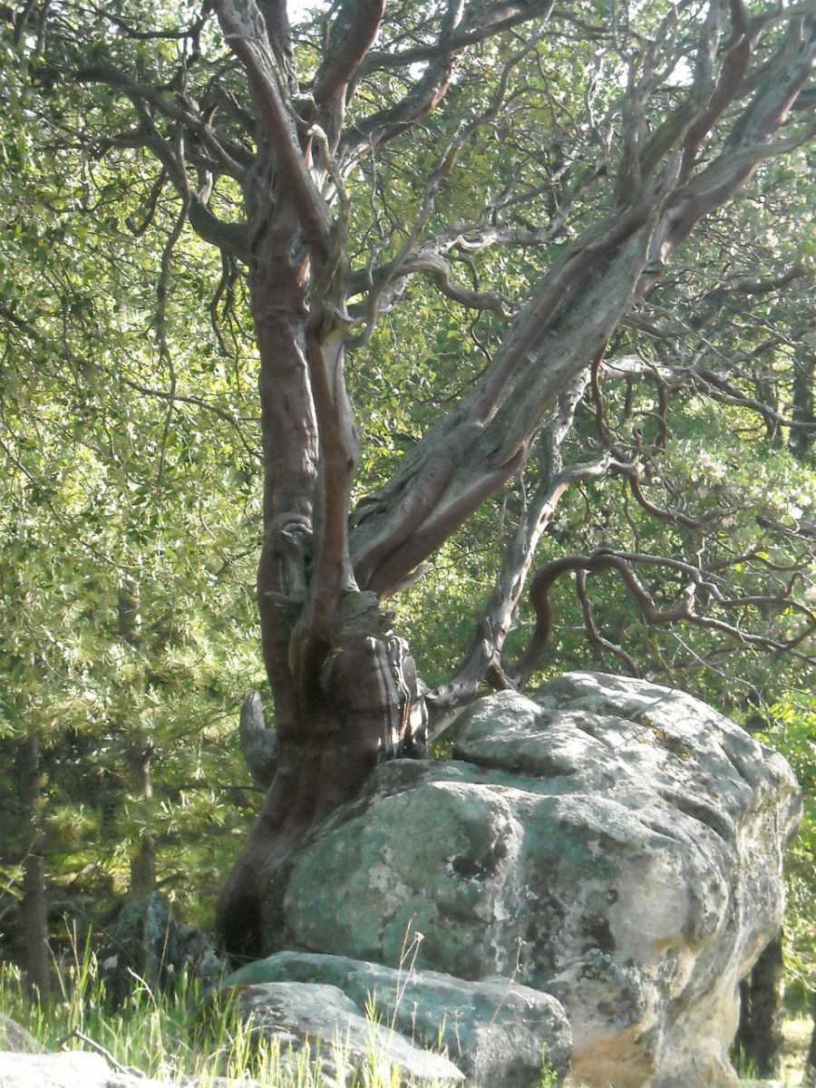 Manzanita A Source of Fire, Cider, and Art HubPages