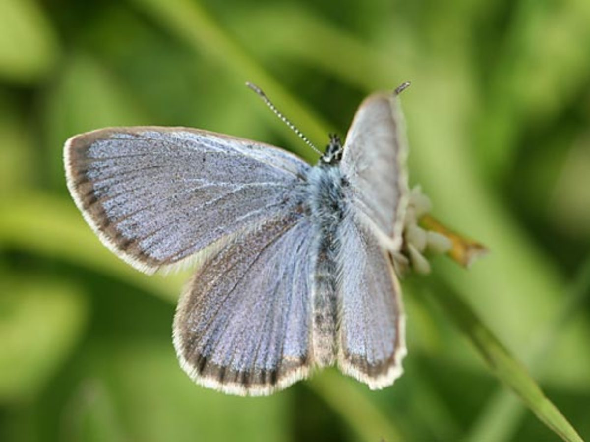 Two Rare Butterflies of Italy HubPages