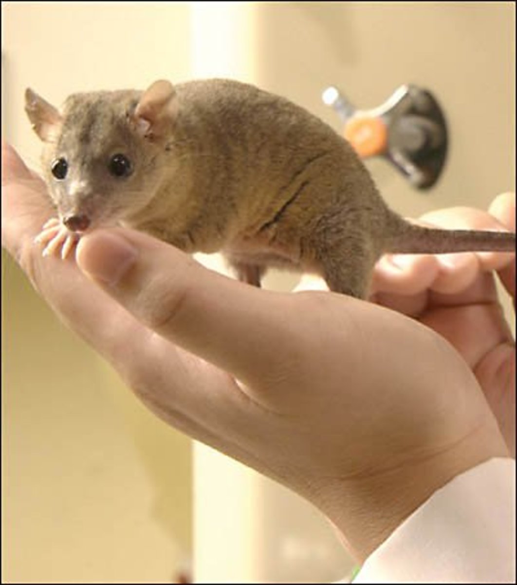 Which Small Animal Is the Best Pet for You? PetHelpful