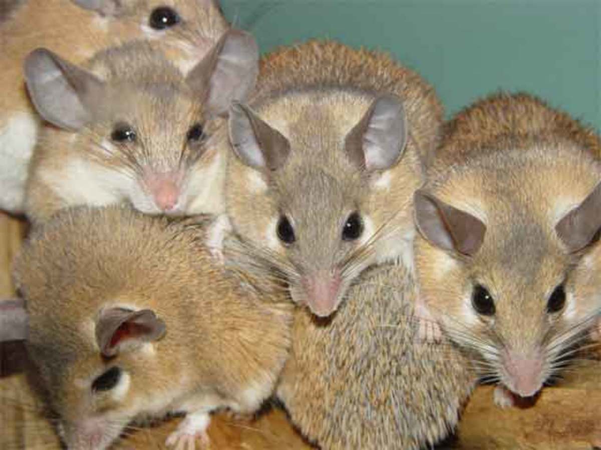 Which Small Animal Is the Best Pet for You? PetHelpful