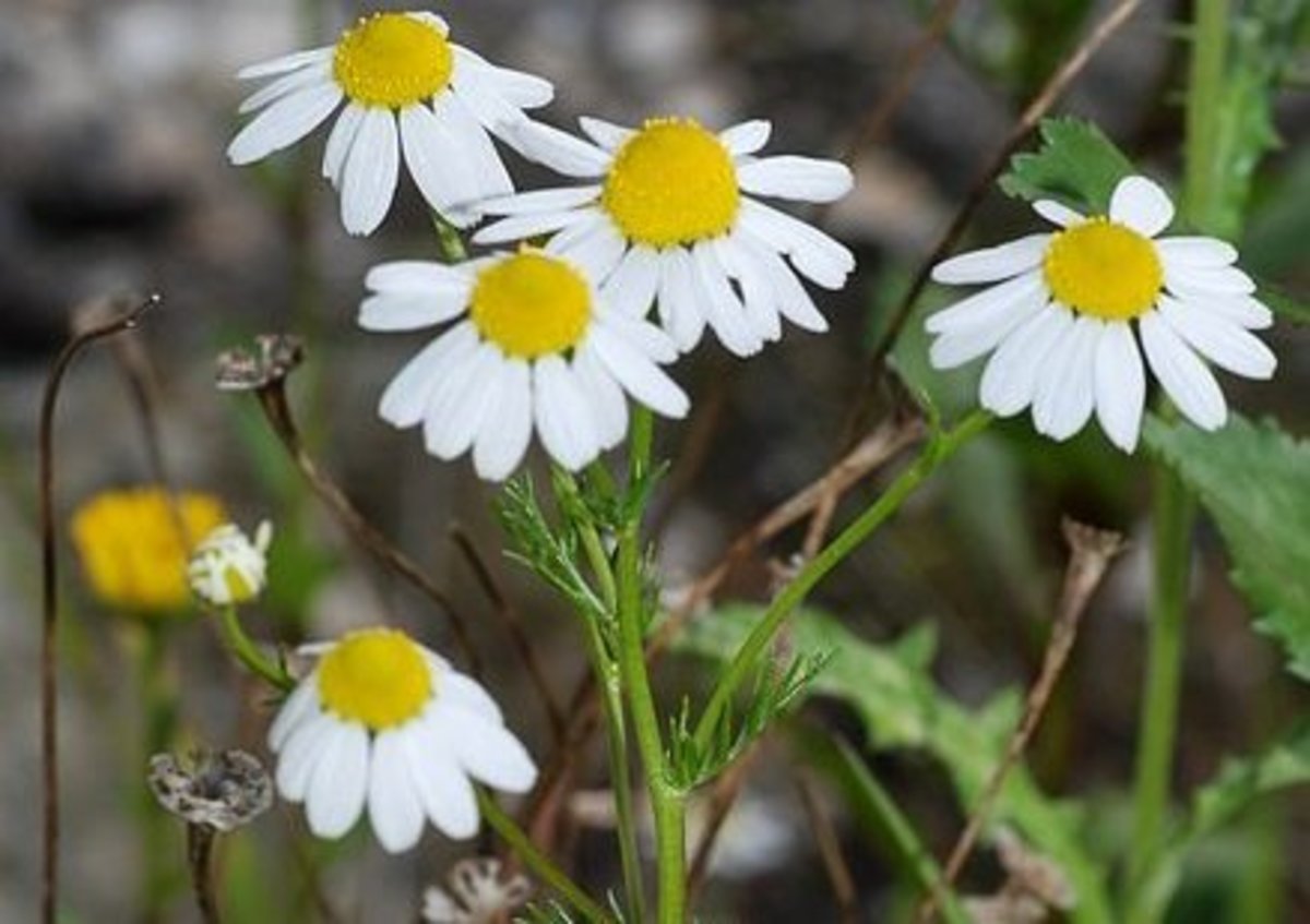 25 Flowers You Can Eat Delishably