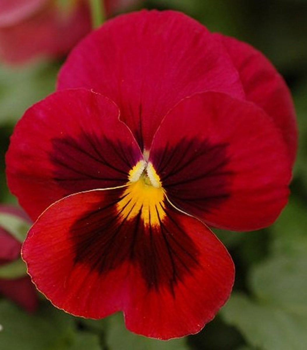 25 Flowers You Can Eat Delishably