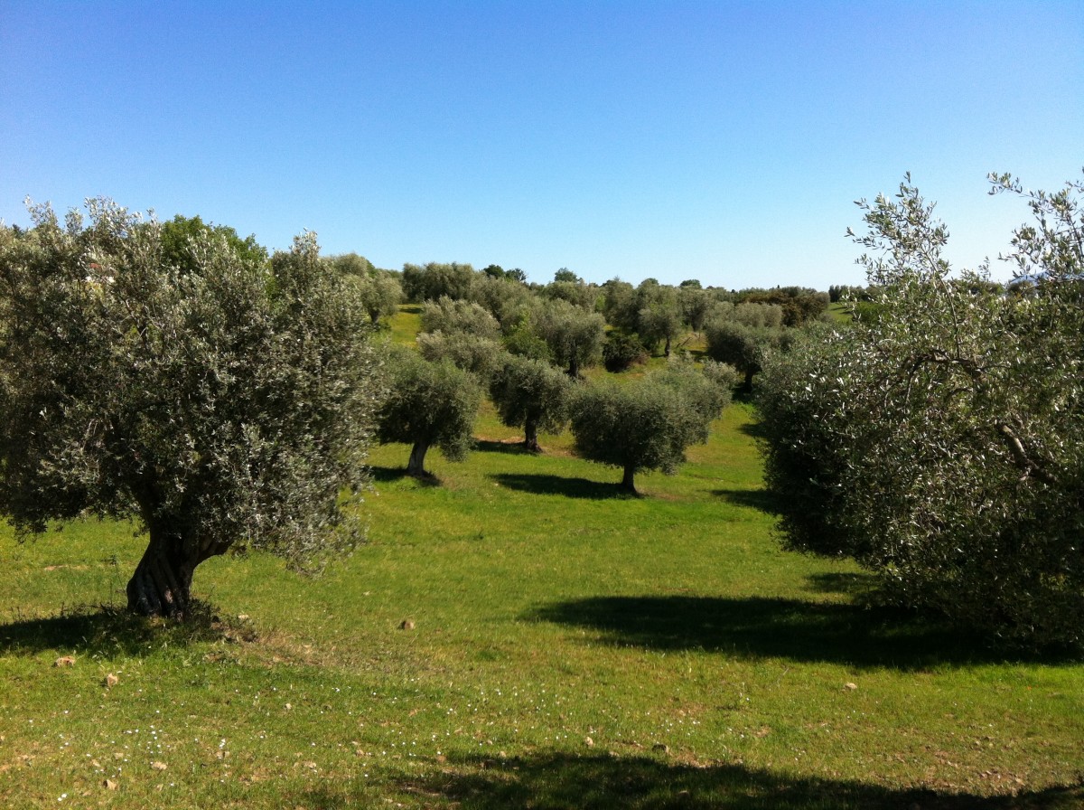 How to Plant Olive Trees Dengarden