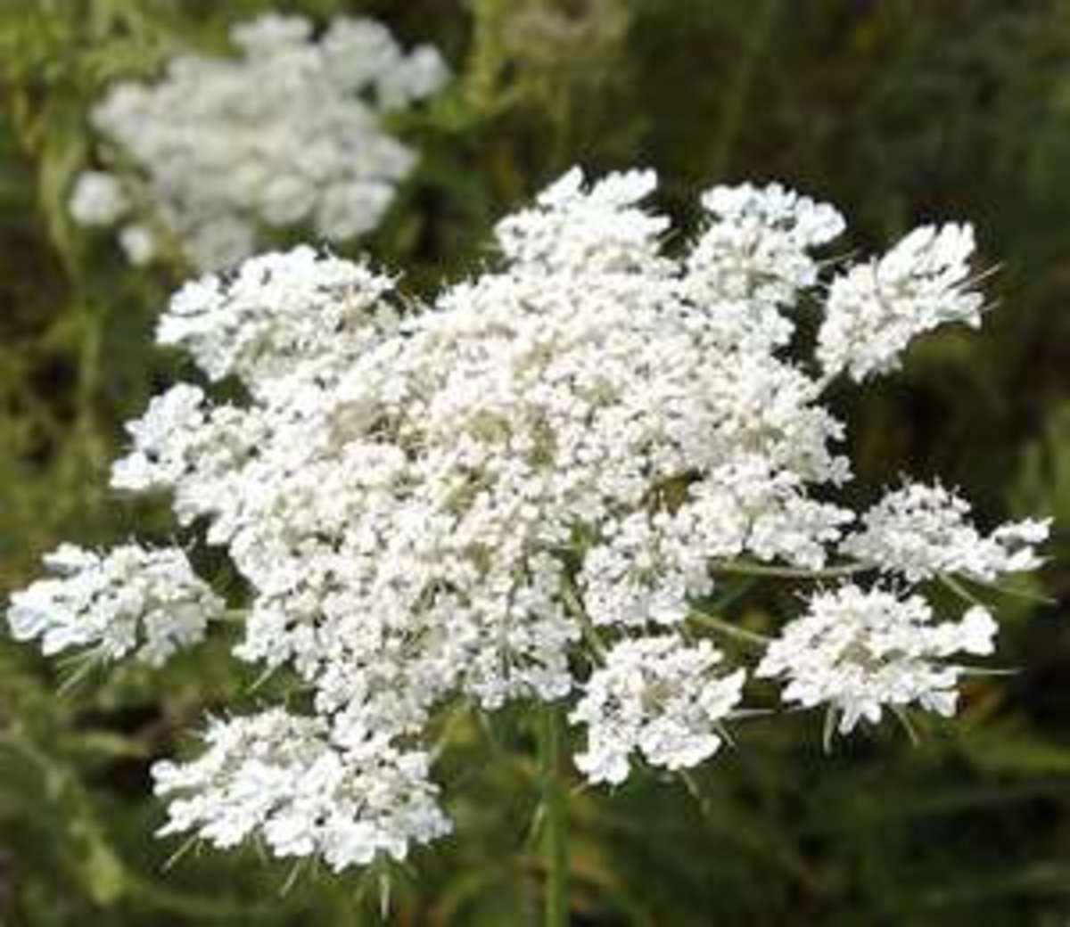 How to Grow and the Benefits of Queen Anne’s Lace HubPages