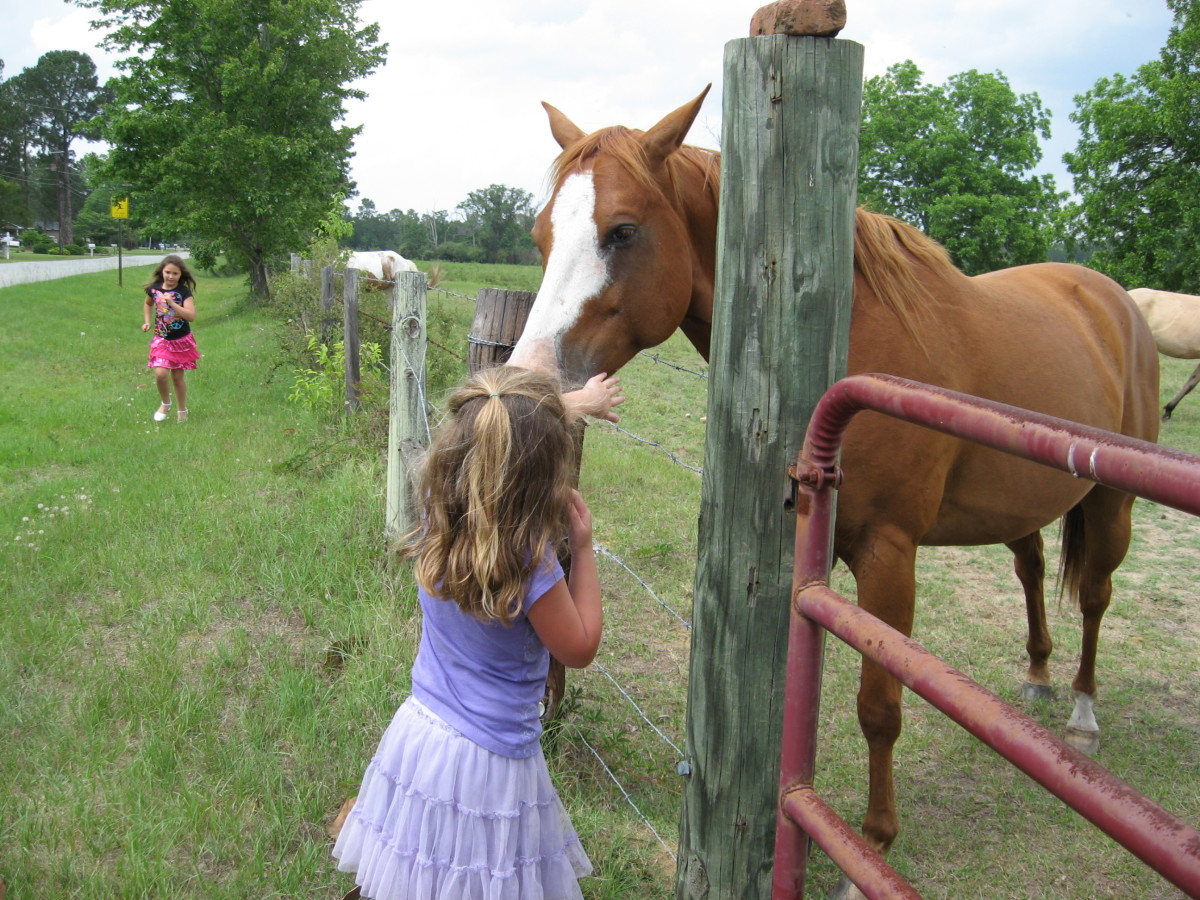 Child Safety With Horses and Ponies PetHelpful