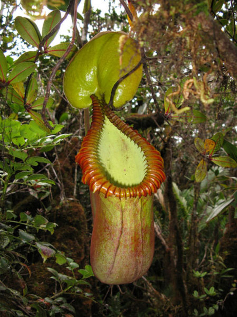 Giam Kanching and Pitcher Plant of Malaysia, closer to the brink of