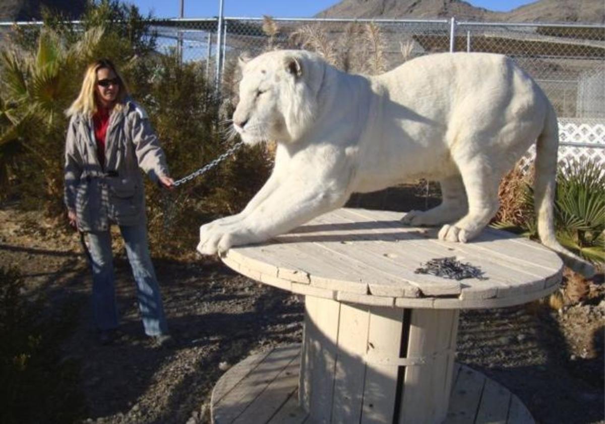 How to Care for a Pet Tiger PetHelpful