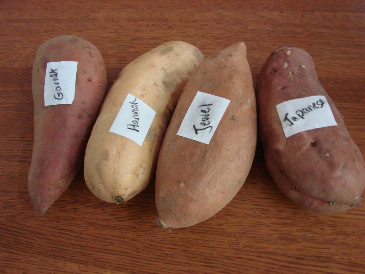 What Does A Sweet Potato Seed Look Like at Kimberly Cifuentes blog