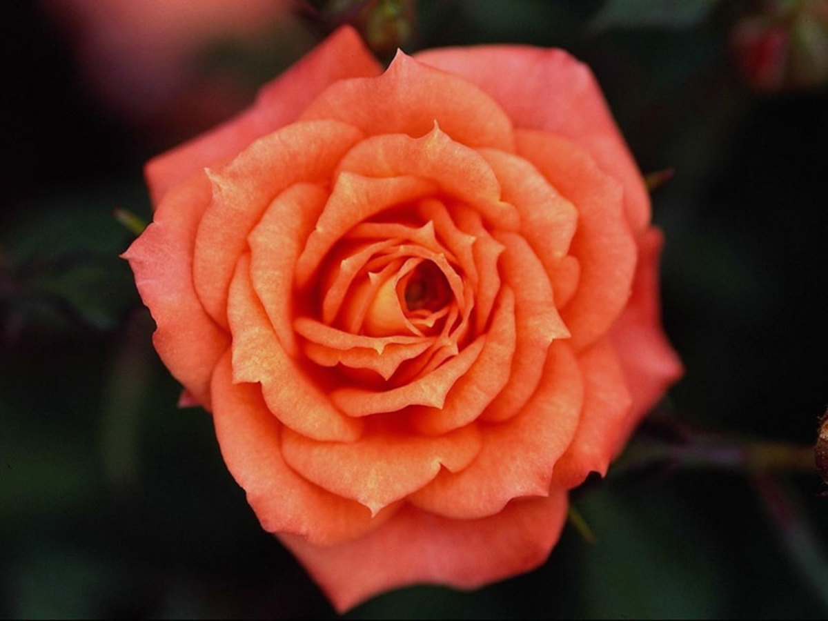 Health Benefits of Rose Water and Flower Water HubPages