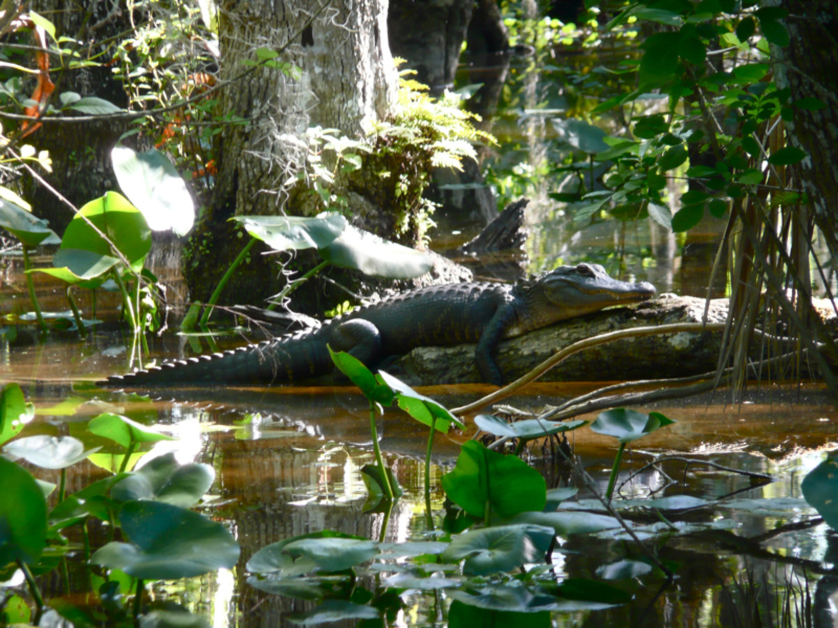 The Different Types of Alligators Owlcation