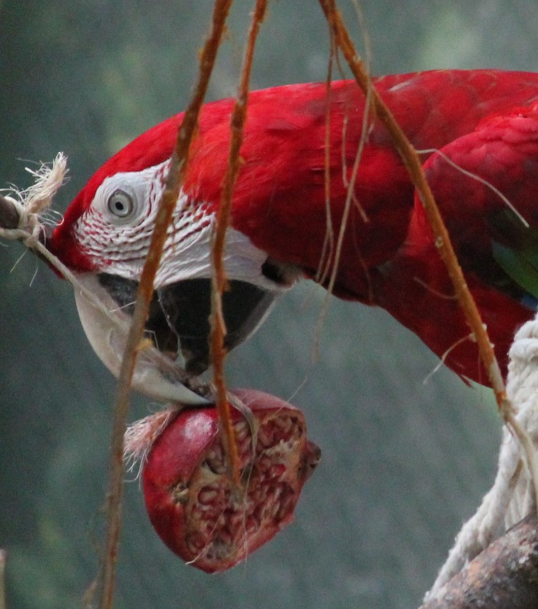Should You Add Fruits and Vegetables to Your Pet Bird's Diet? PetHelpful