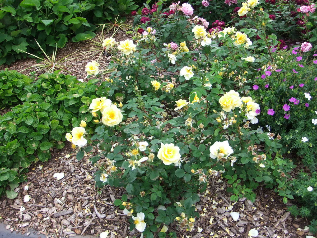 How to Prune a Rose Bush Dengarden