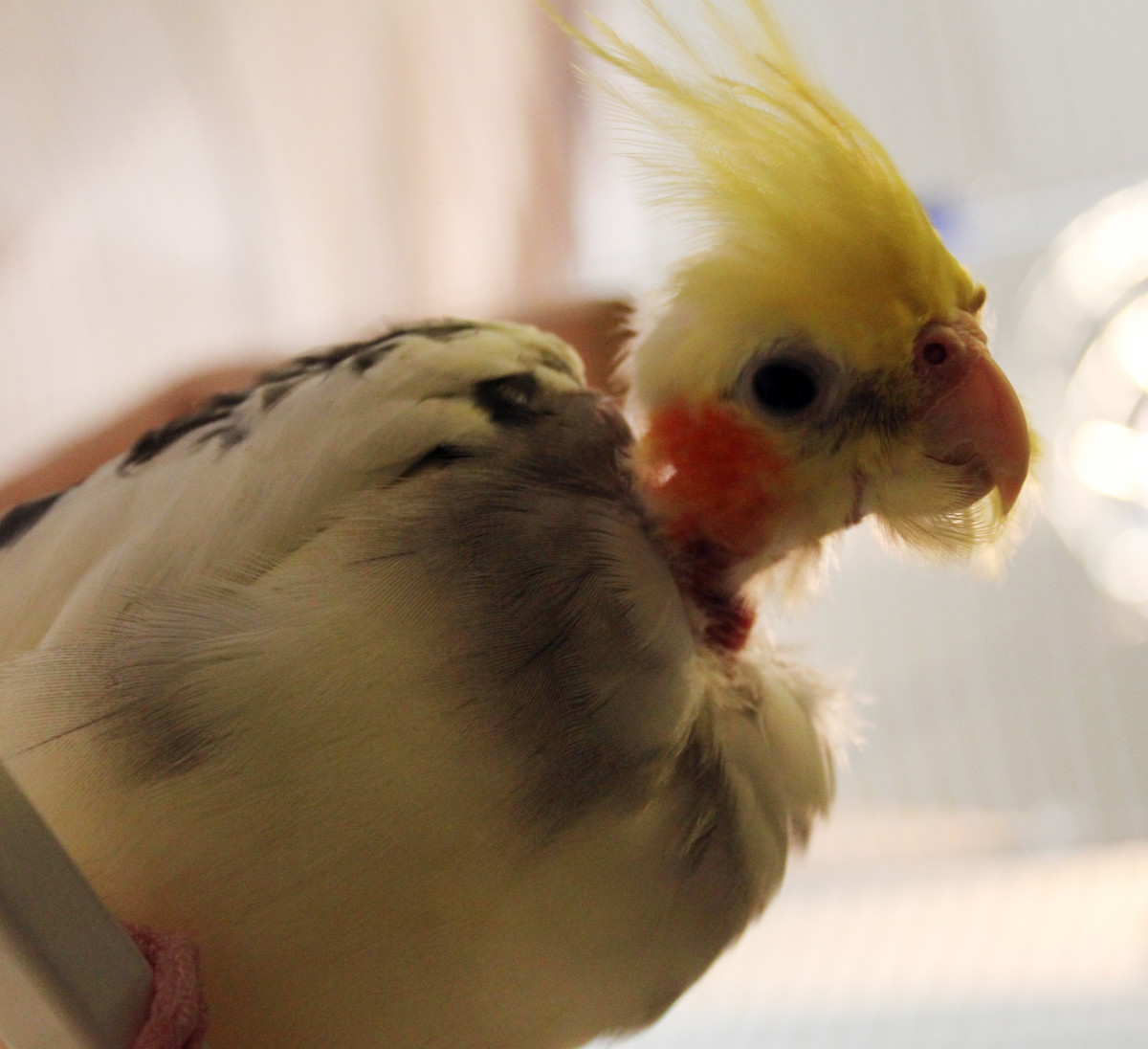 Can Cats and Birds Live Together in the Same House? PetHelpful