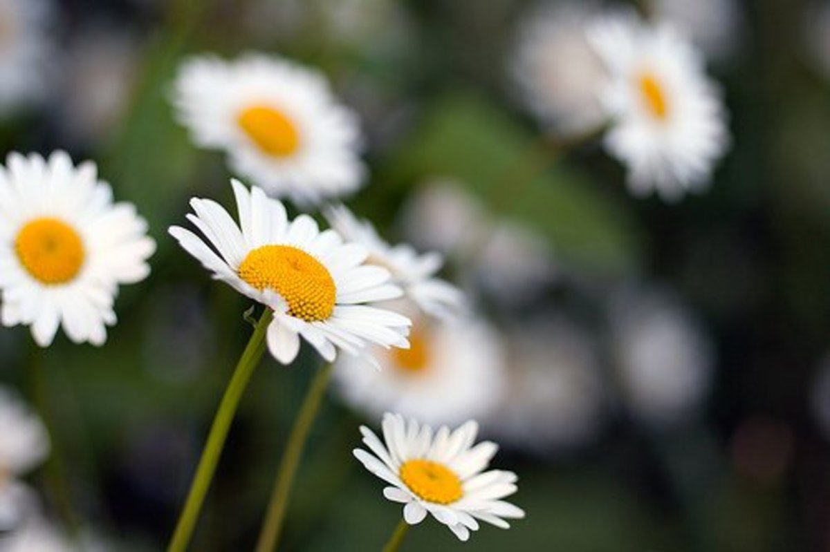Five Common Types of Daisies Dengarden
