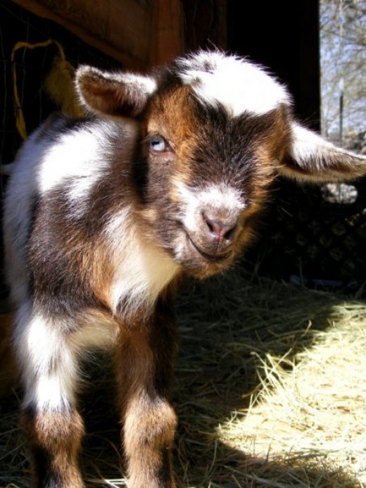 Heritage Breeds of Goats for Milk and Meat hubpages