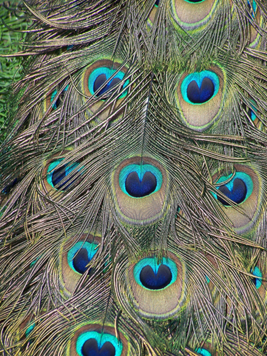 Peacock Bird Characteristics, Pictures and Symbolism HubPages