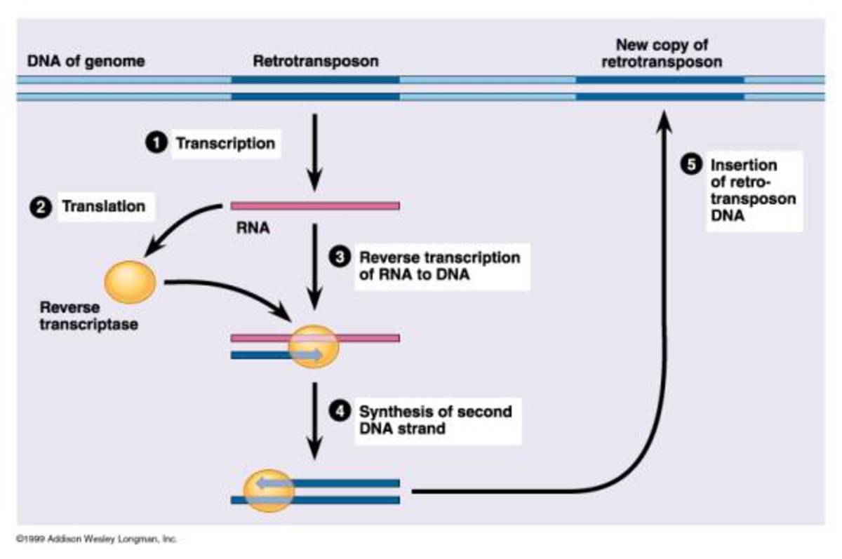 What Are Transposons? HubPages