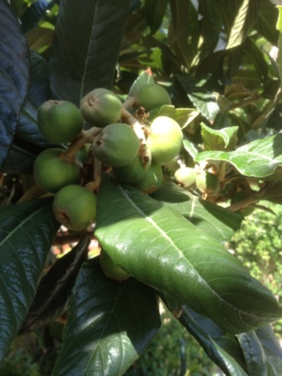 Loquat Tree Benefits of Loquat Fruits Dengarden