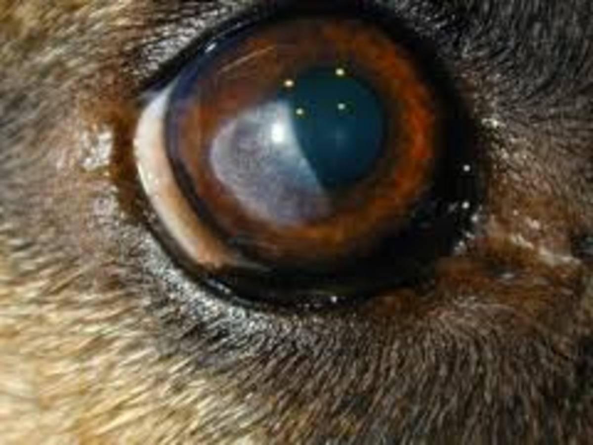 Signs Of Thyroid Problems In Dogs