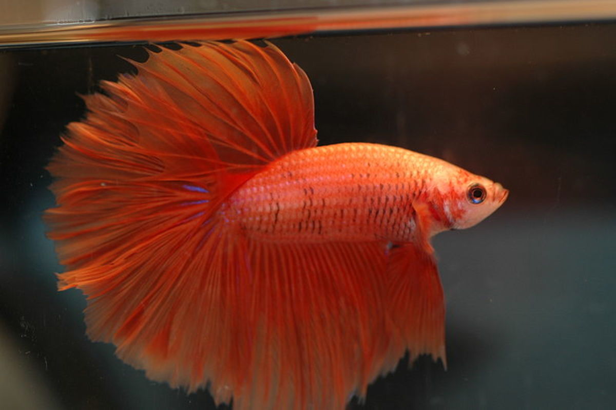 Betta fish, breeding and raising fry hubpages