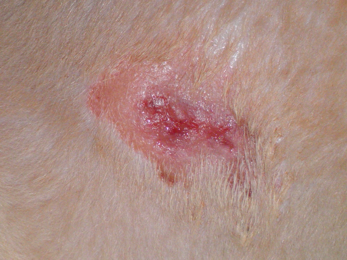 Abscesses in Dogs Symptoms and Treatment PetHelpful