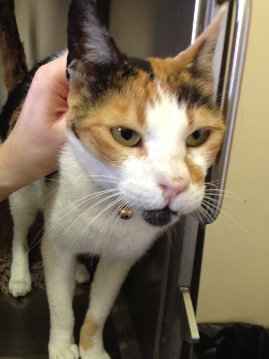 Why Is My Cat Sneezing? by eirevet PetHelpful