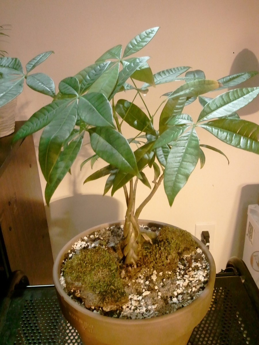 How to Care for Money Trees Dengarden