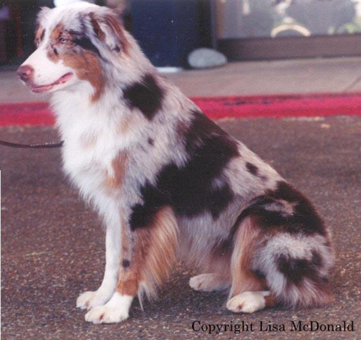 Types of Australian Shepherd Dogs HubPages
