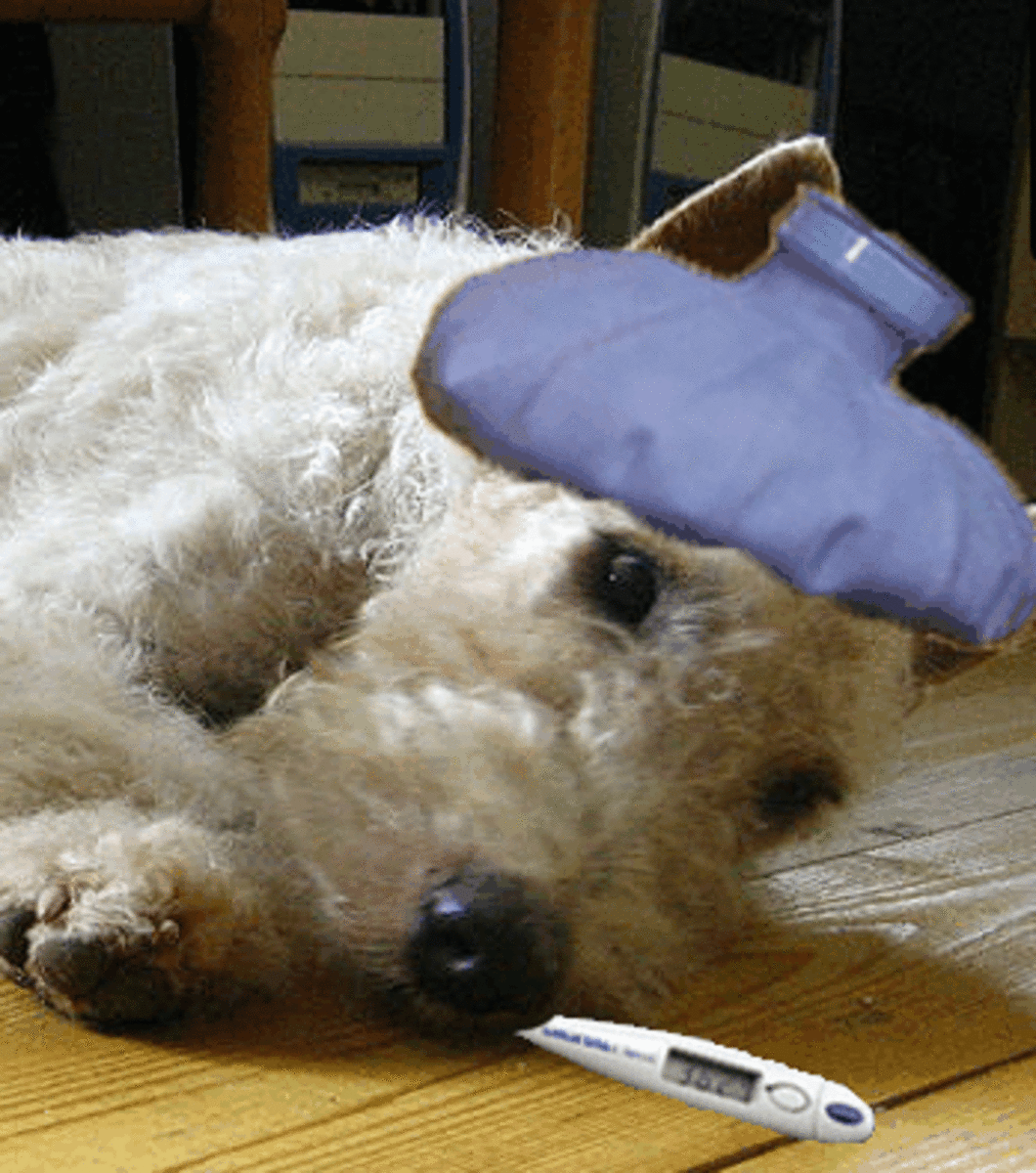 Chronic Diarrhea In Dogs Diet storagefile