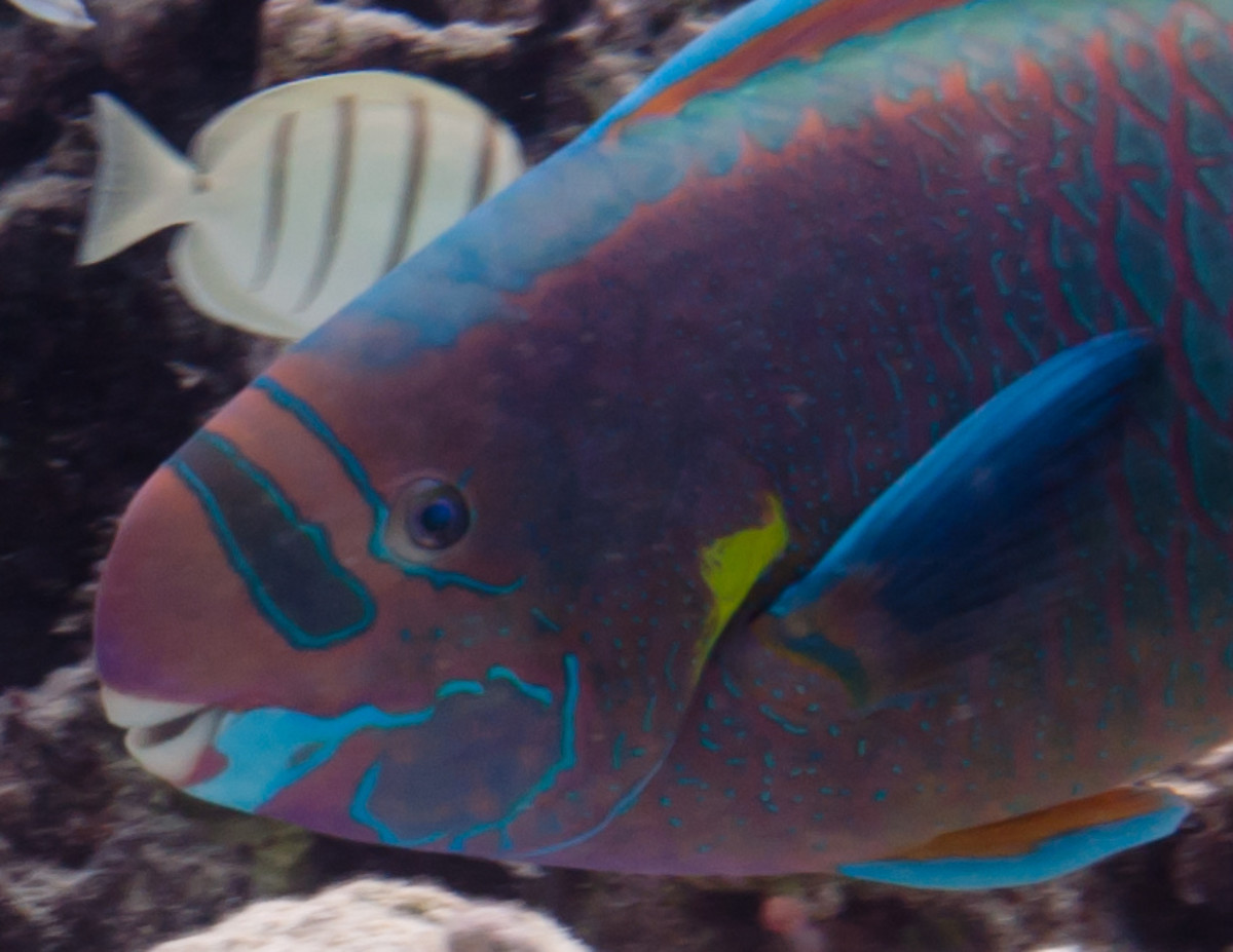 Hawaiian Reef Fish HubPages