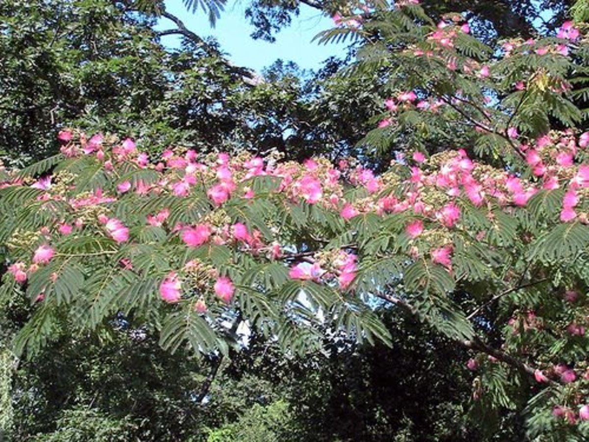 Mimosa Trees Exotic, Aromatic, and Potentially Threatening? Dengarden