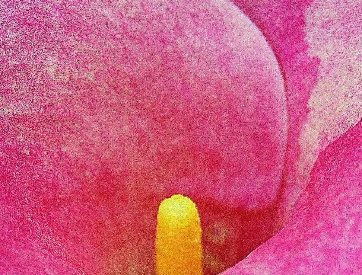 How to Grow Calla Lily Flowers from Seed HubPages