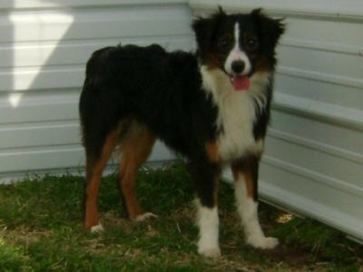Common Black Australian Shepherd Color Patterns HubPages
