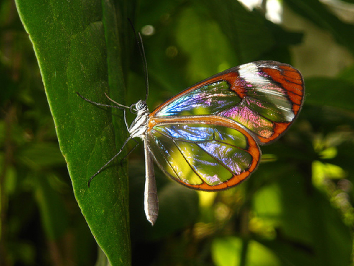 Glasswing Butterfly Including the Pink Glasswing Butterfly HubPages