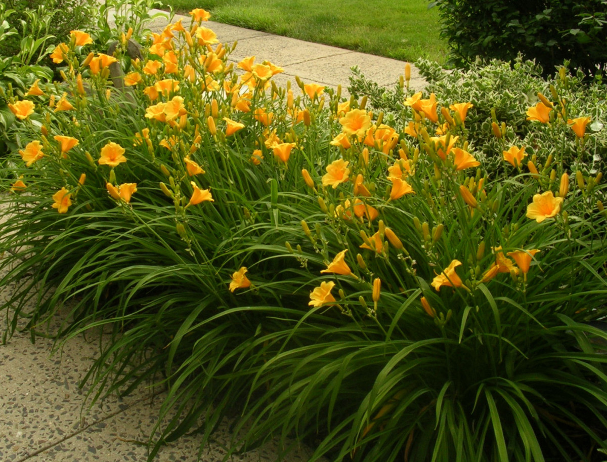 How to Keep Stella de Oro Daylilies Blooming All Season Dengarden