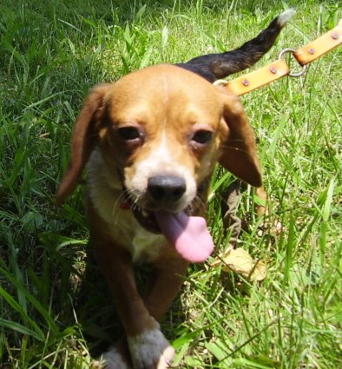 Miniature Beagles for Adoption HubPages