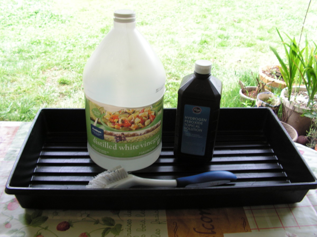 Recycling and Reusing Seedling Trays and Pots in the Backyard Garden Dengarden