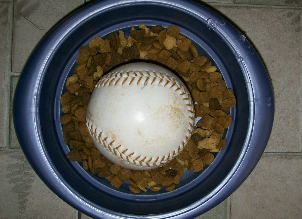 How to Stop a Dog From Eating Too Fast Tips to Prevent Bloat PetHelpful