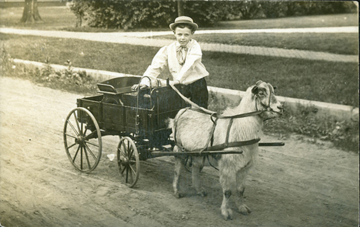 Goat Carts HubPages